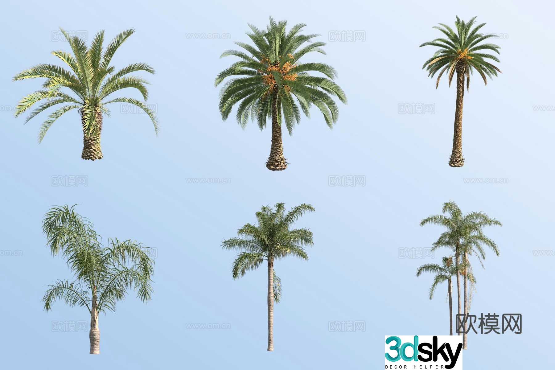 canadian date palm golden wasabi shrub tropical tree 3d model