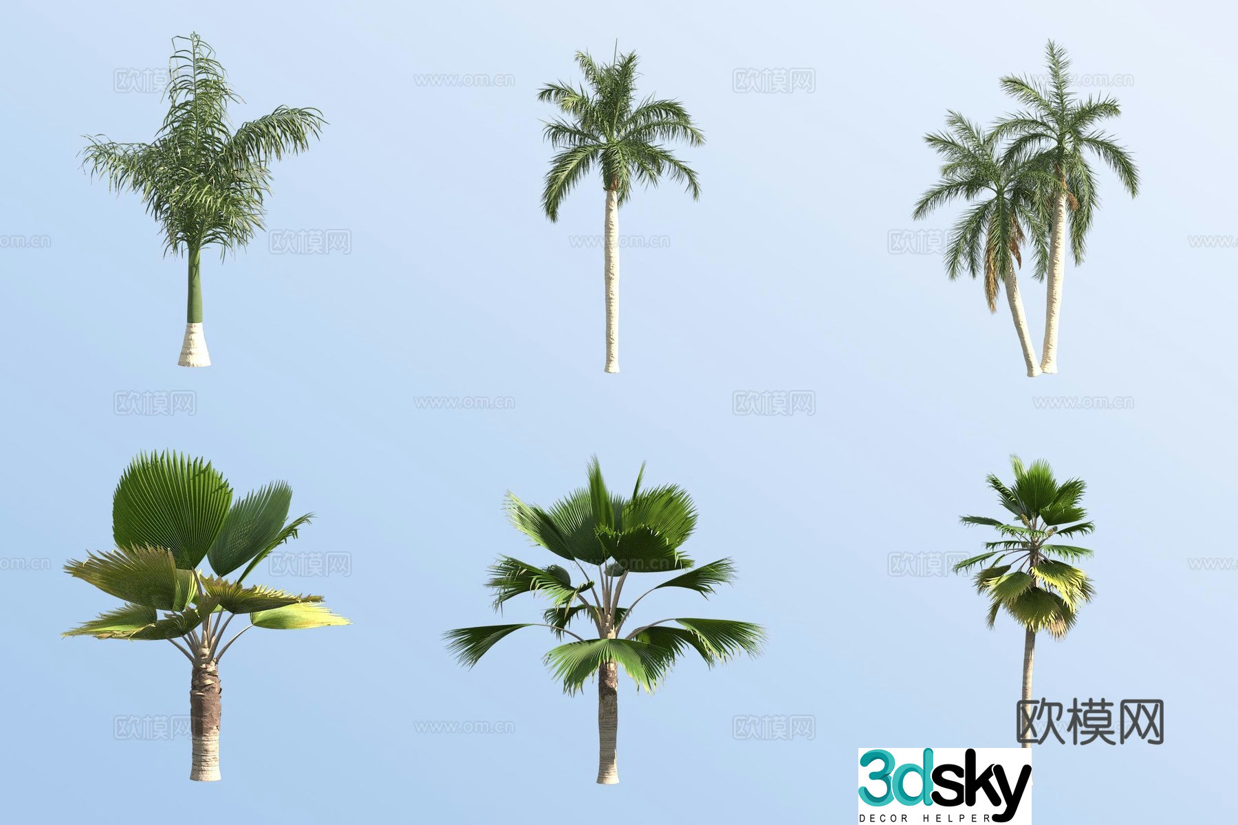 King Coconut Tree Fiji Golden Palm Tropical Tree 3D Model