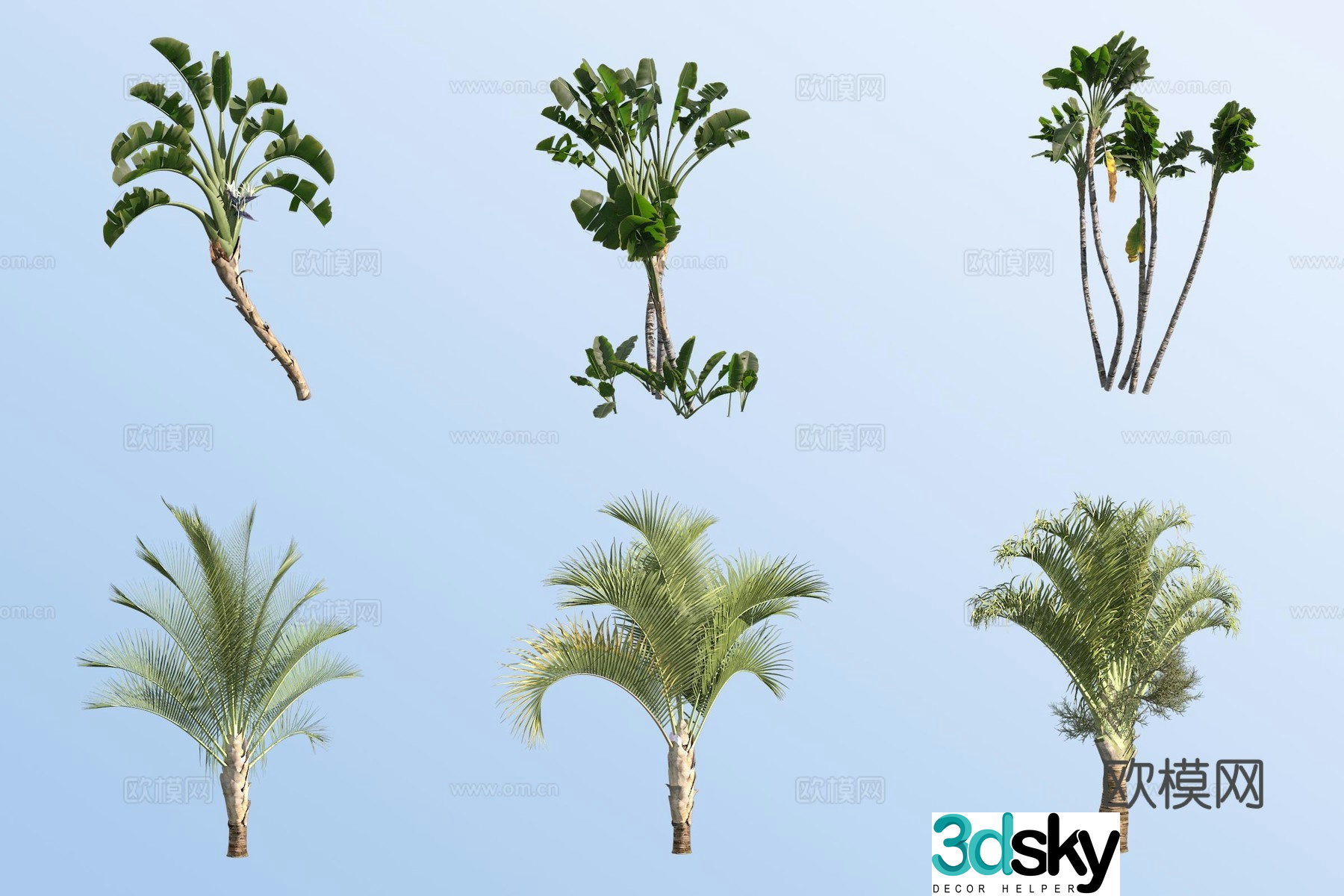 Strelitzia nicolaris triangular coconut tree tropical tree 3d model