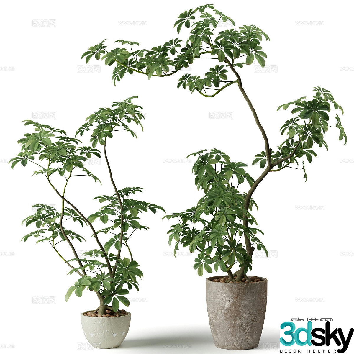 Modern potted plants green plants bonsai 3d model
