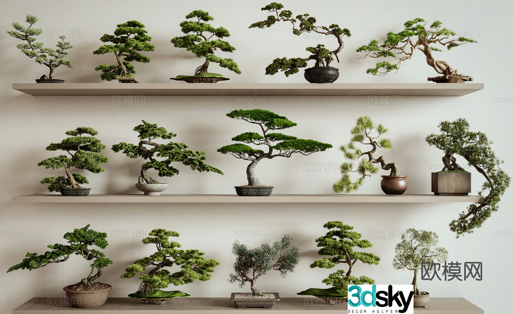 New Chinese style bonsai pine bonsai Podocarpus 3D model