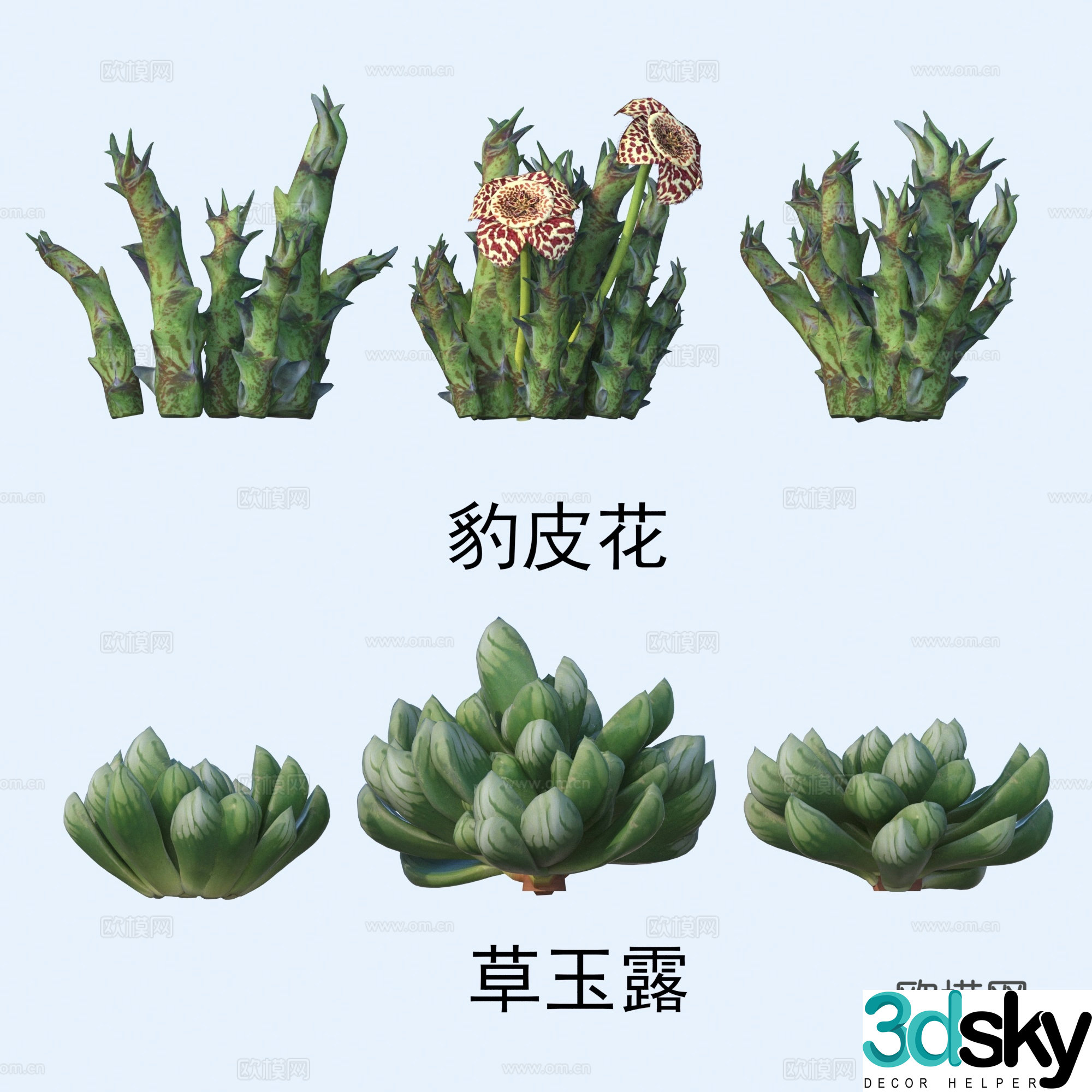Plants flowers leopard skin flowers grass jade dew 3d model