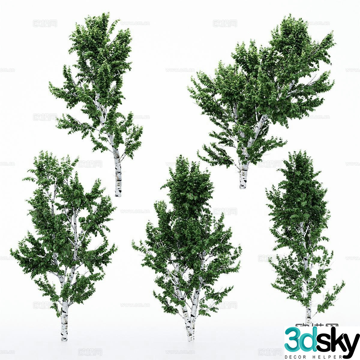 birch tree landscape tree road tree arbor 3d model