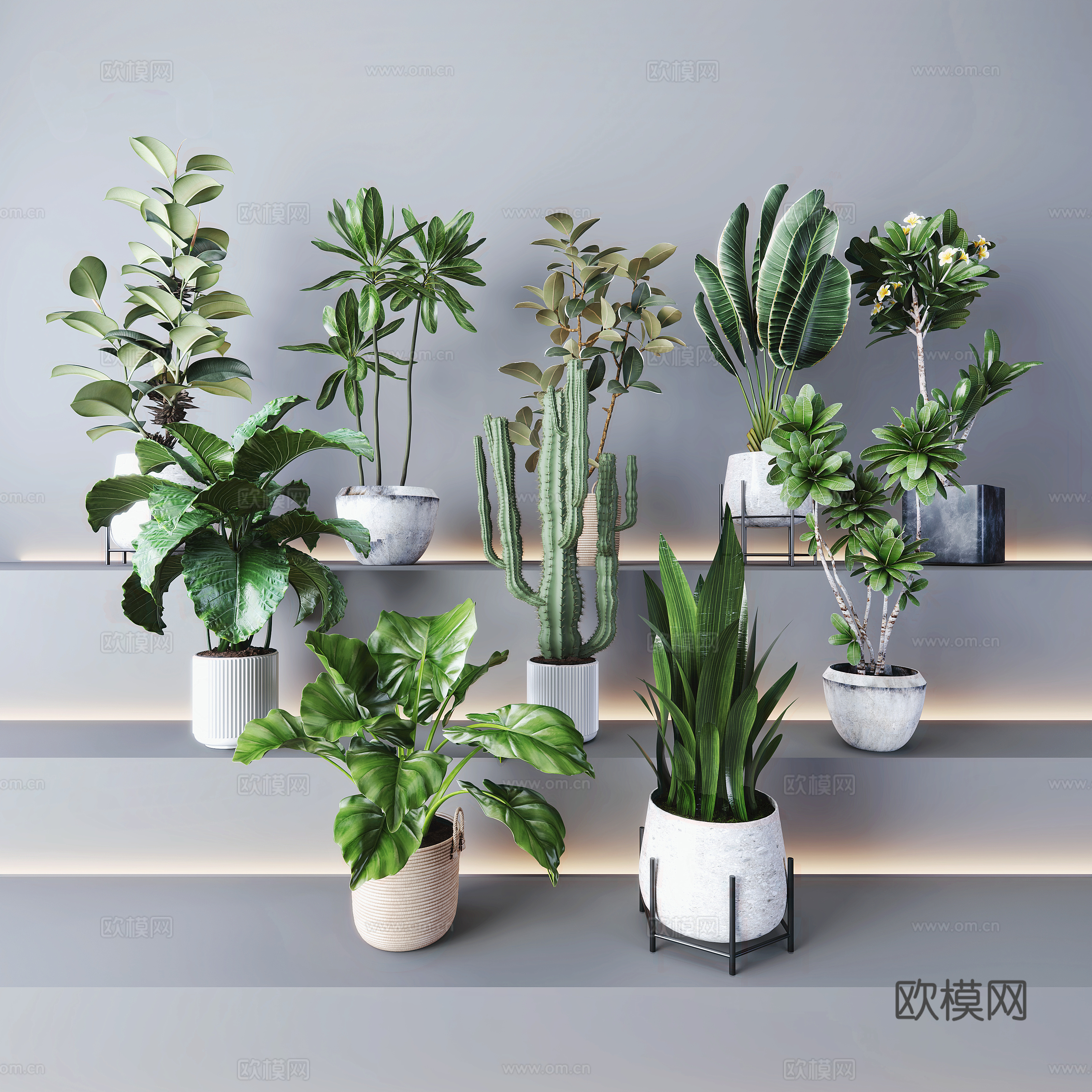 Plant bonsai pothos tiger orchid perilla traveler banana 3D model
