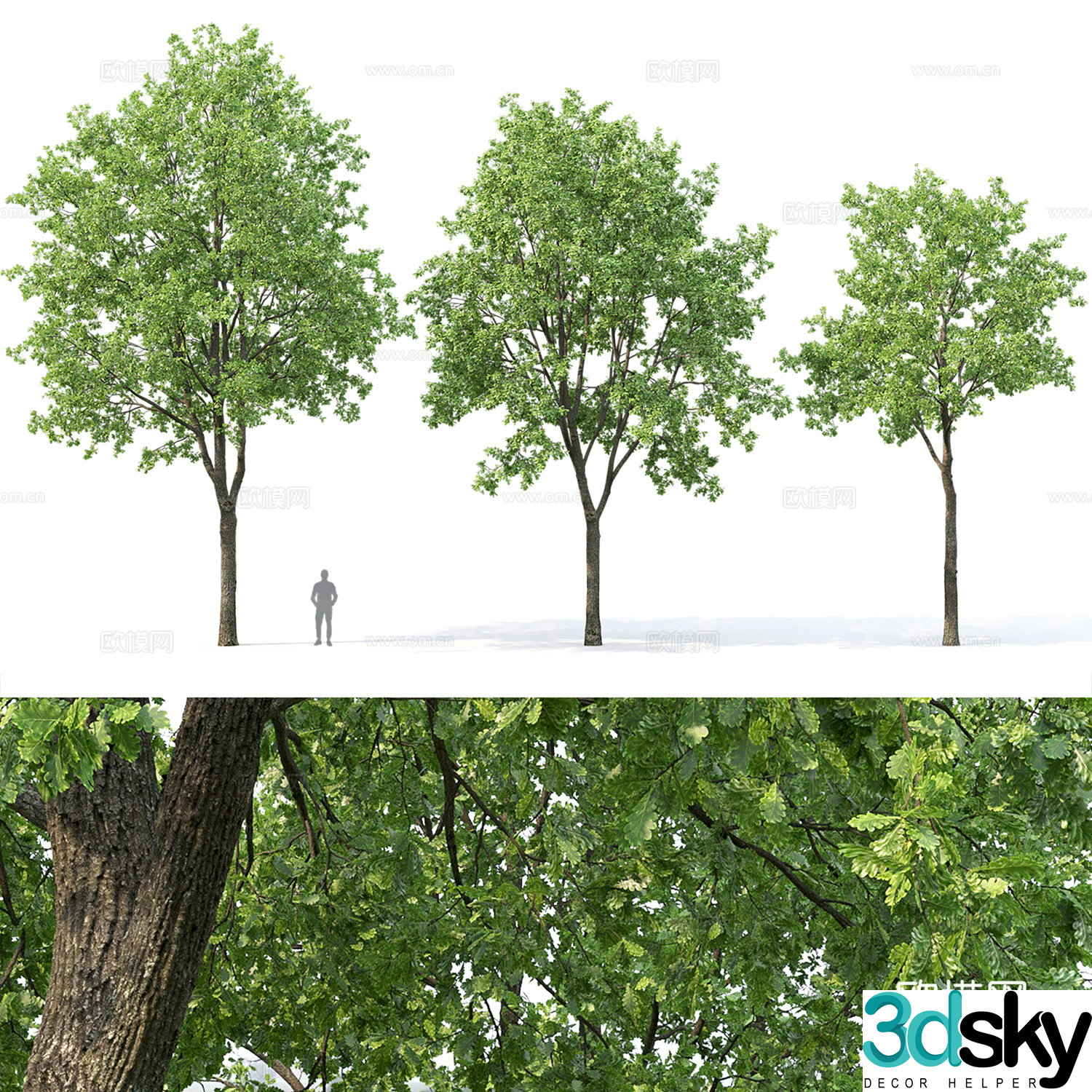 trees oak 3d model