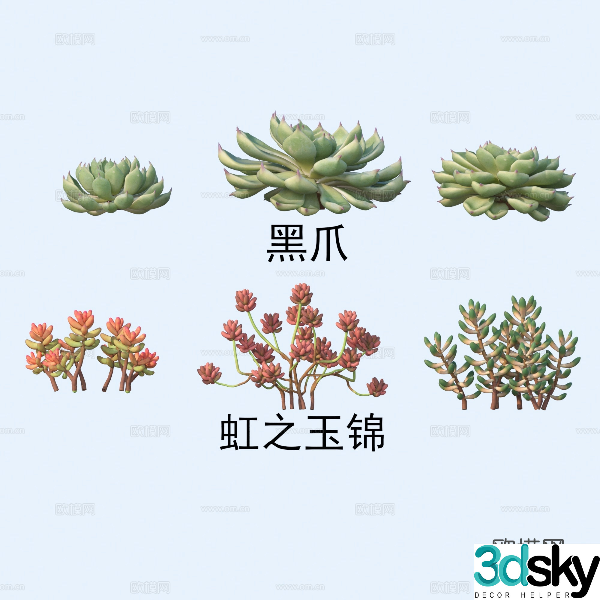 Black Claw Rainbow Jade Brocade Succulent Plant 3D Model