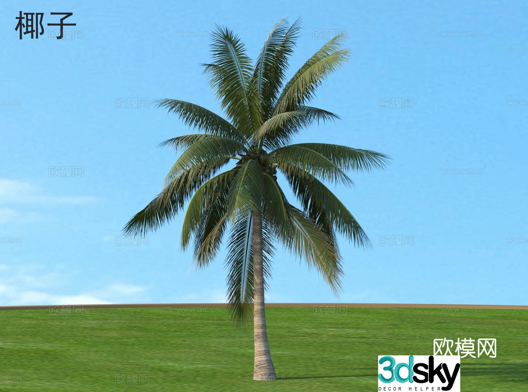 coconut plant 3d model