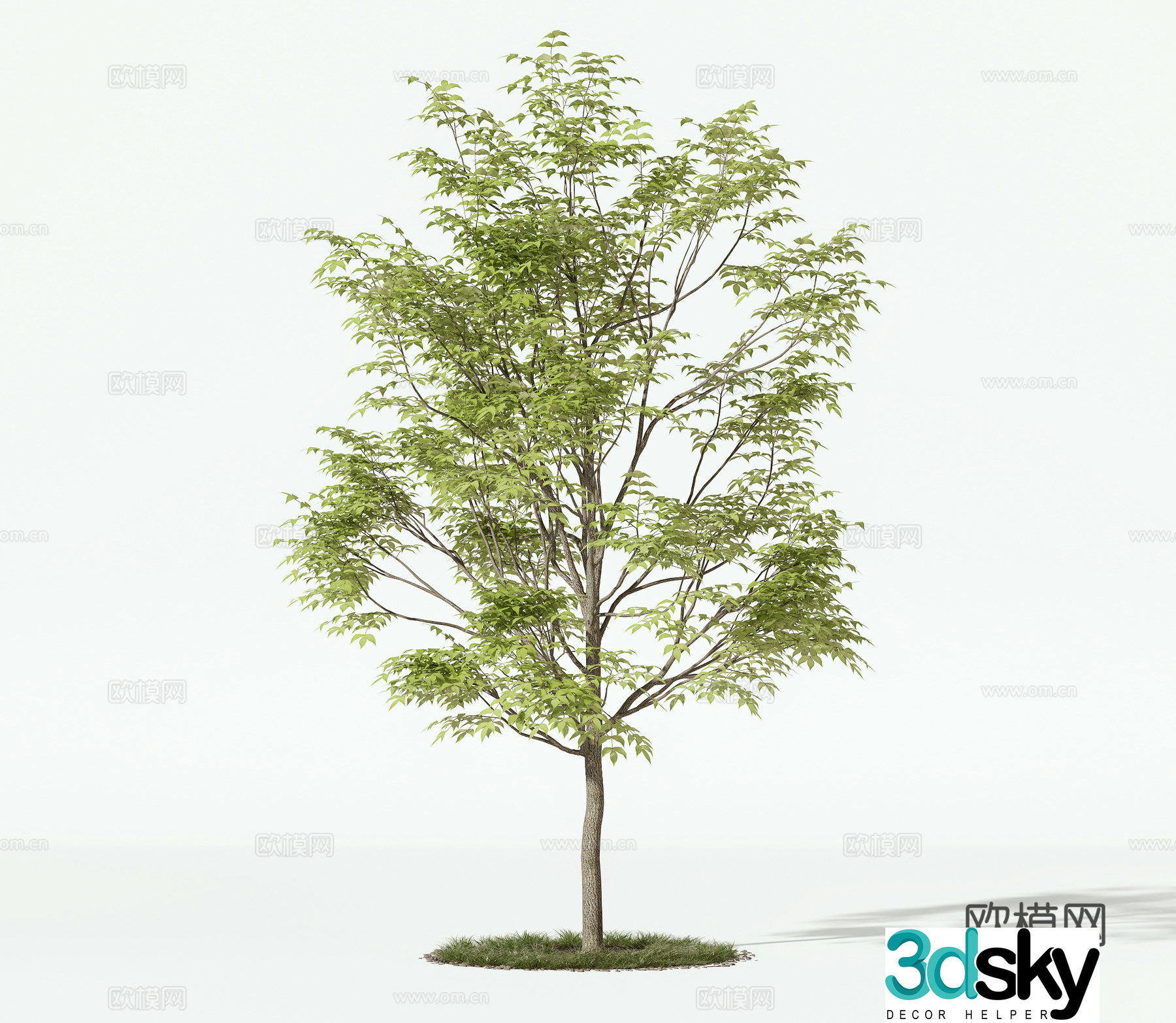 Landscape tree courtyard tree arbor tree 3d model