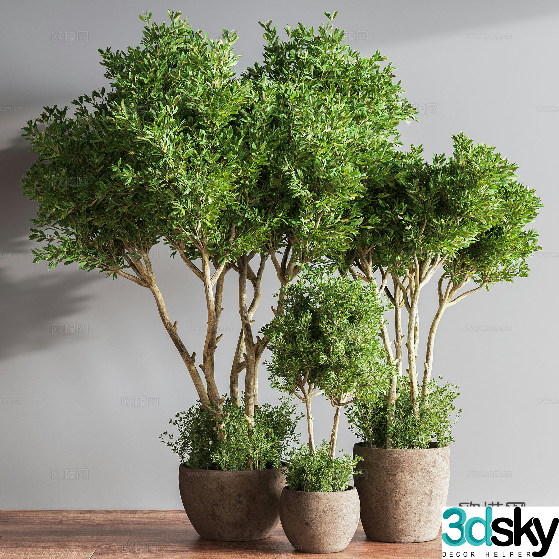 indoor potted plants bonsai green plants 3d model