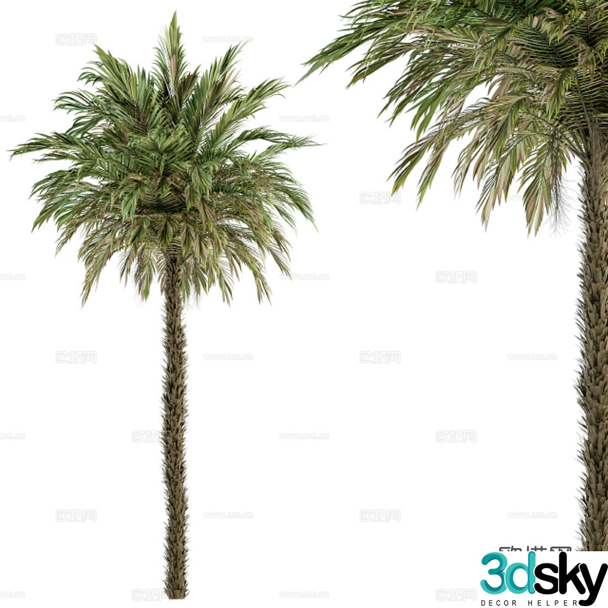 date palm landscape tree 3d model