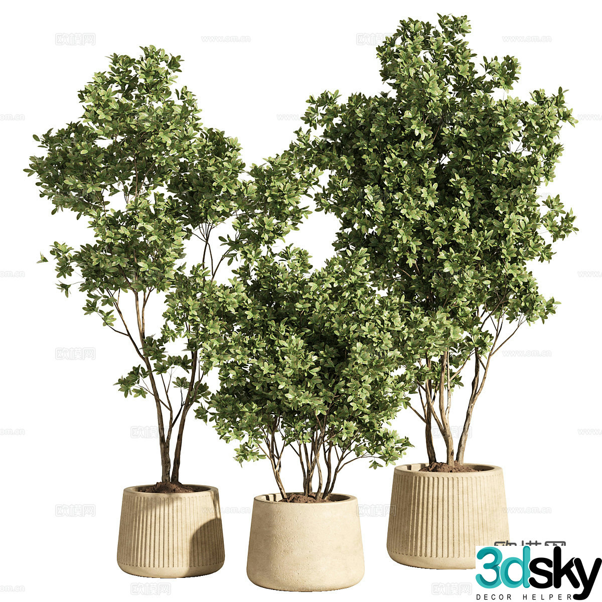 Modern potted bonsai 3d model