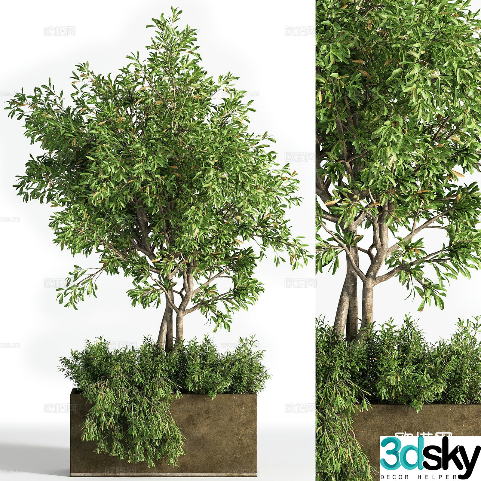 Green plant bonsai 3d model