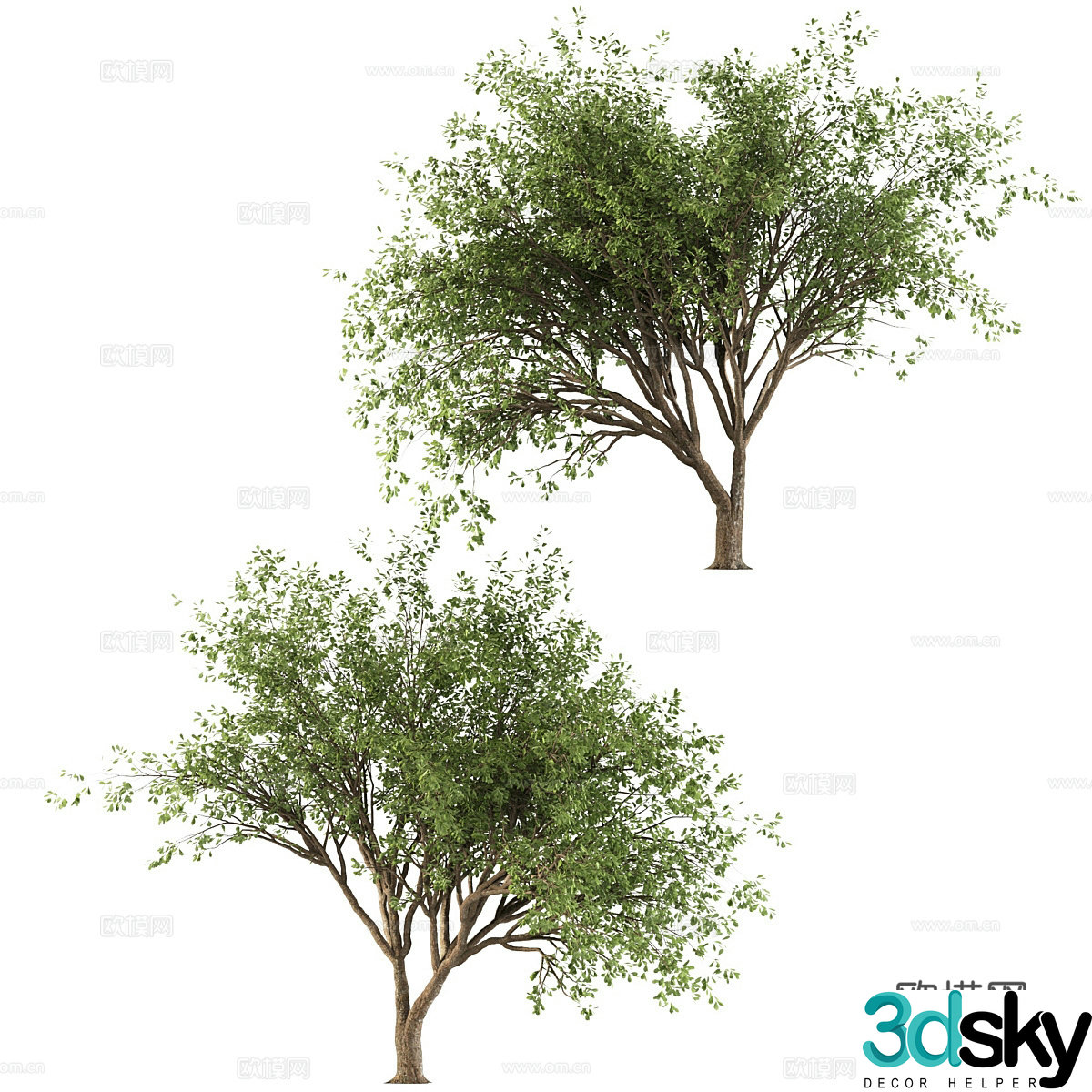 Redbud tree landscape tree 3d model