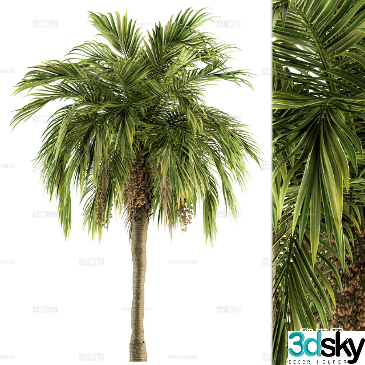palm tree landscape tree 3d model