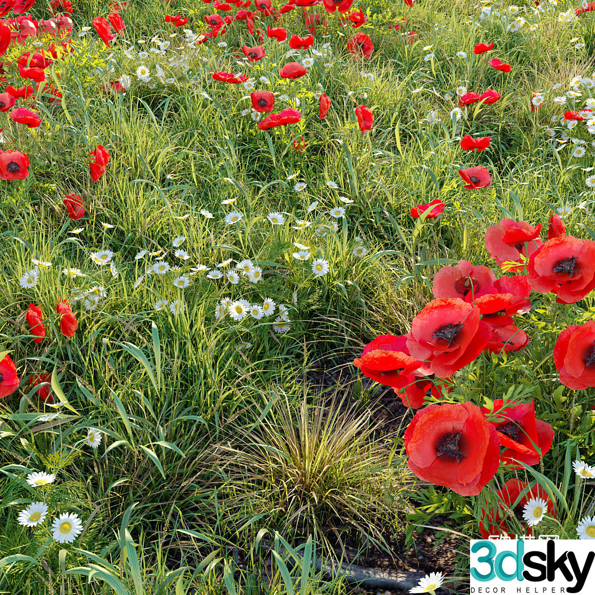 poppy flower field 3d model