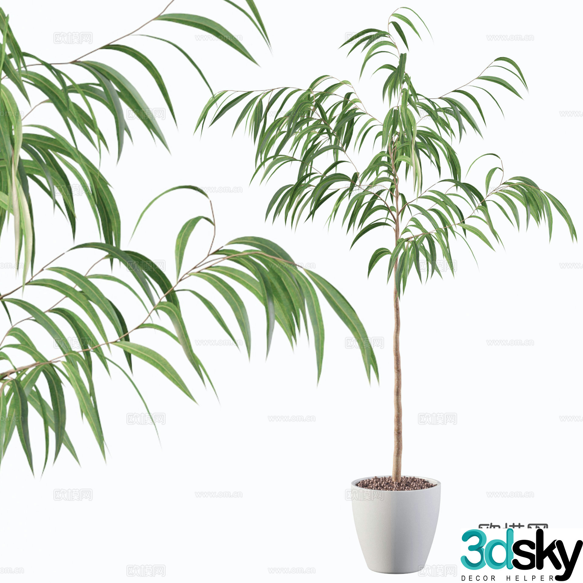Green plant potted 3d model