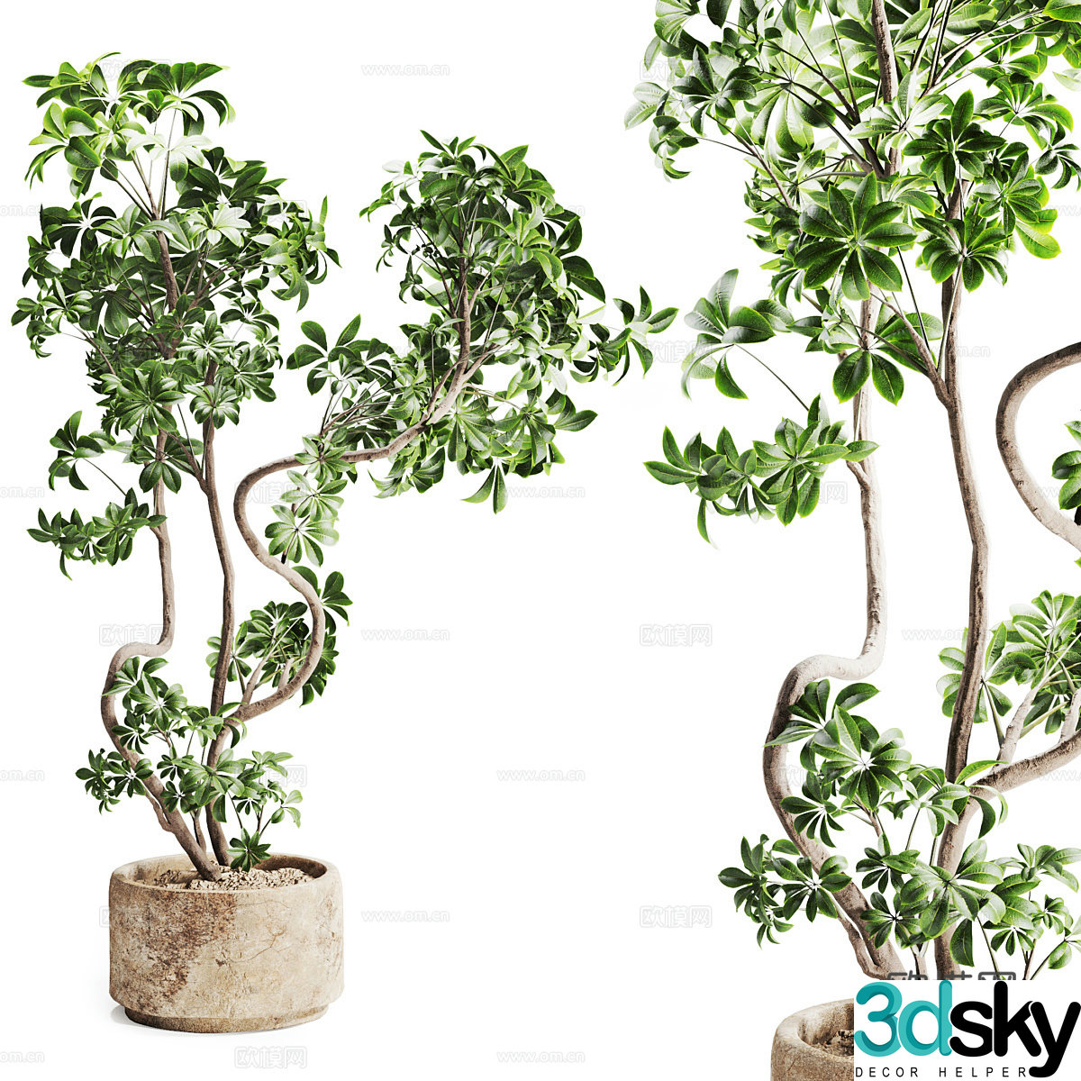 plant pot bonsai 3d model
