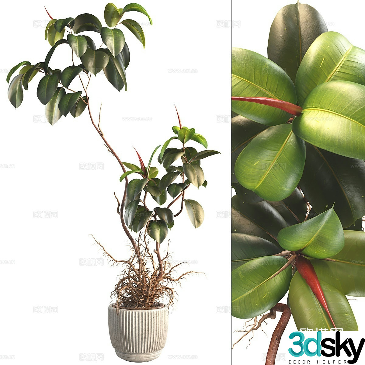 Green plant potted 3d model