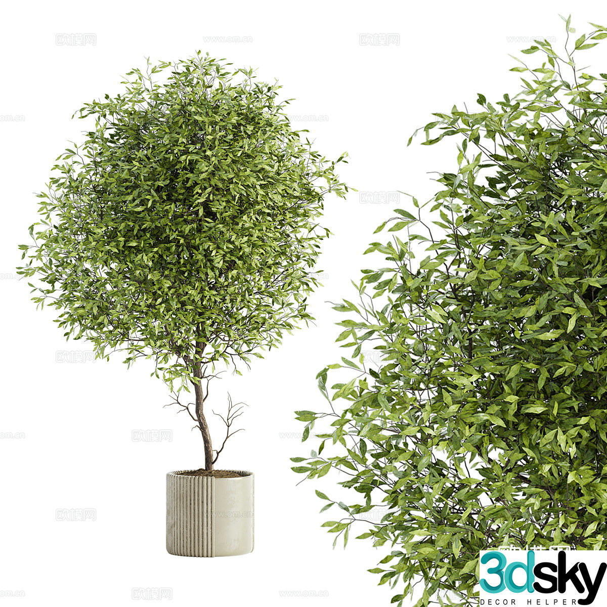 Green plants potted plants 3D model