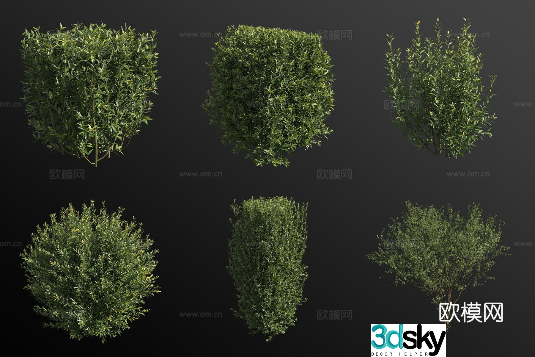 European privet shrub 3d model