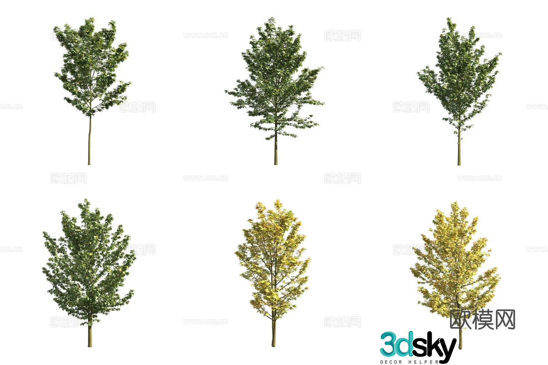 Eurasian maple tree landscape tree 3d model