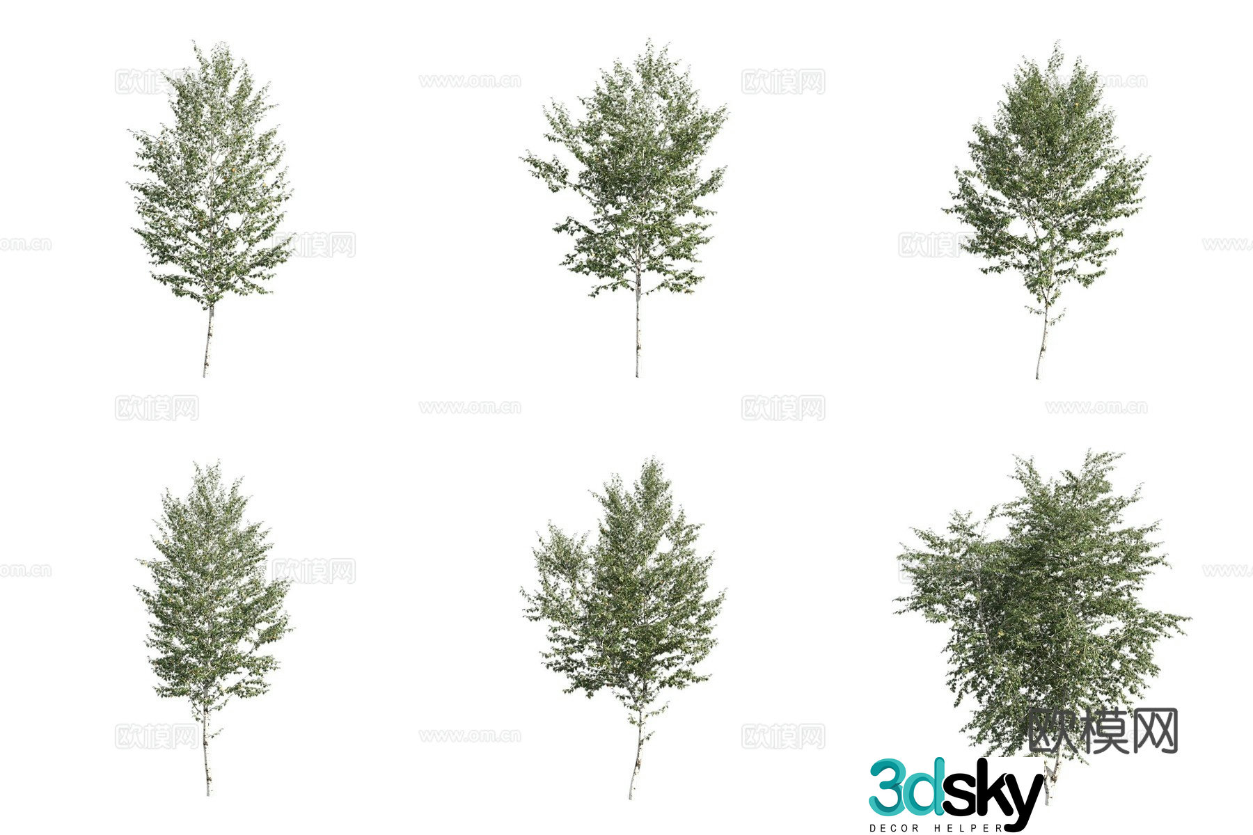 Weeping birch landscape tree 3d model