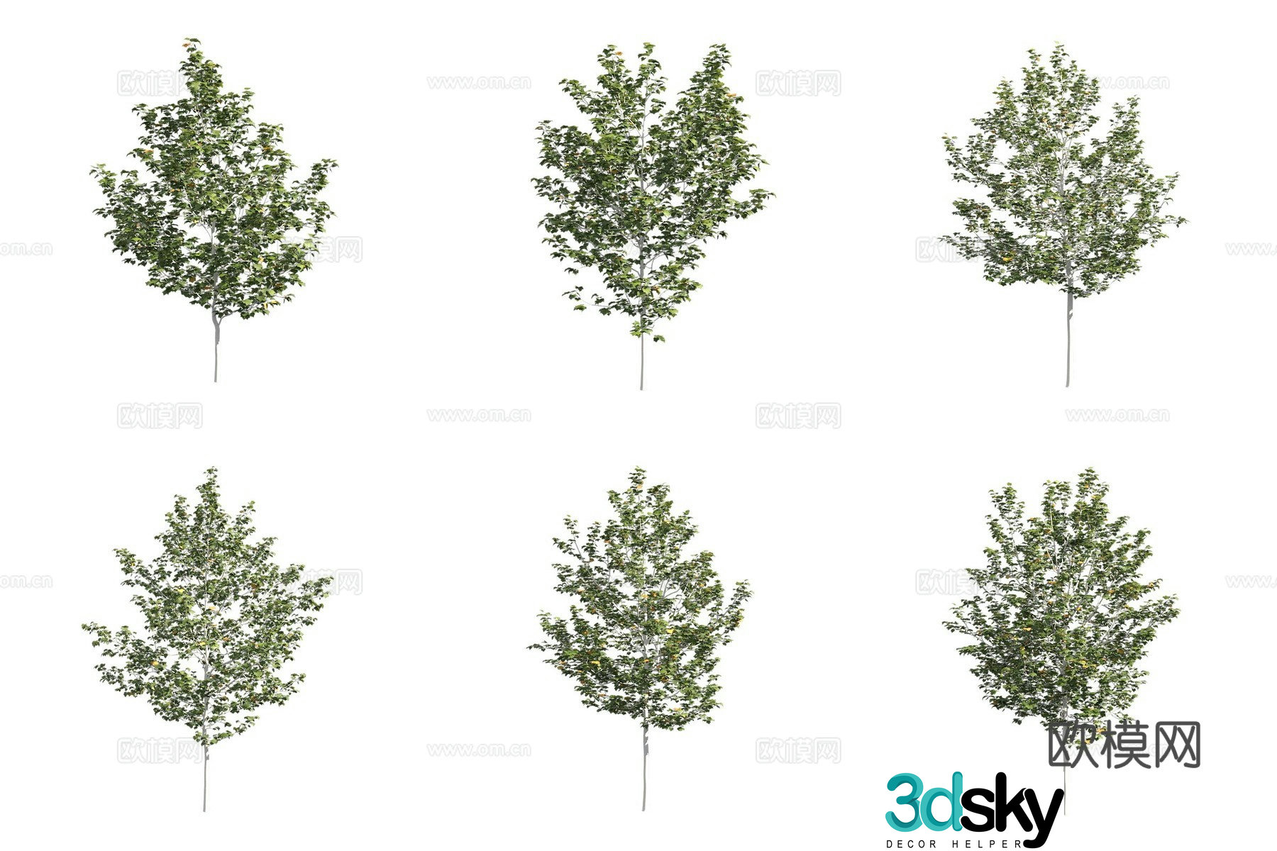 One ball sycamore landscape tree 3d model