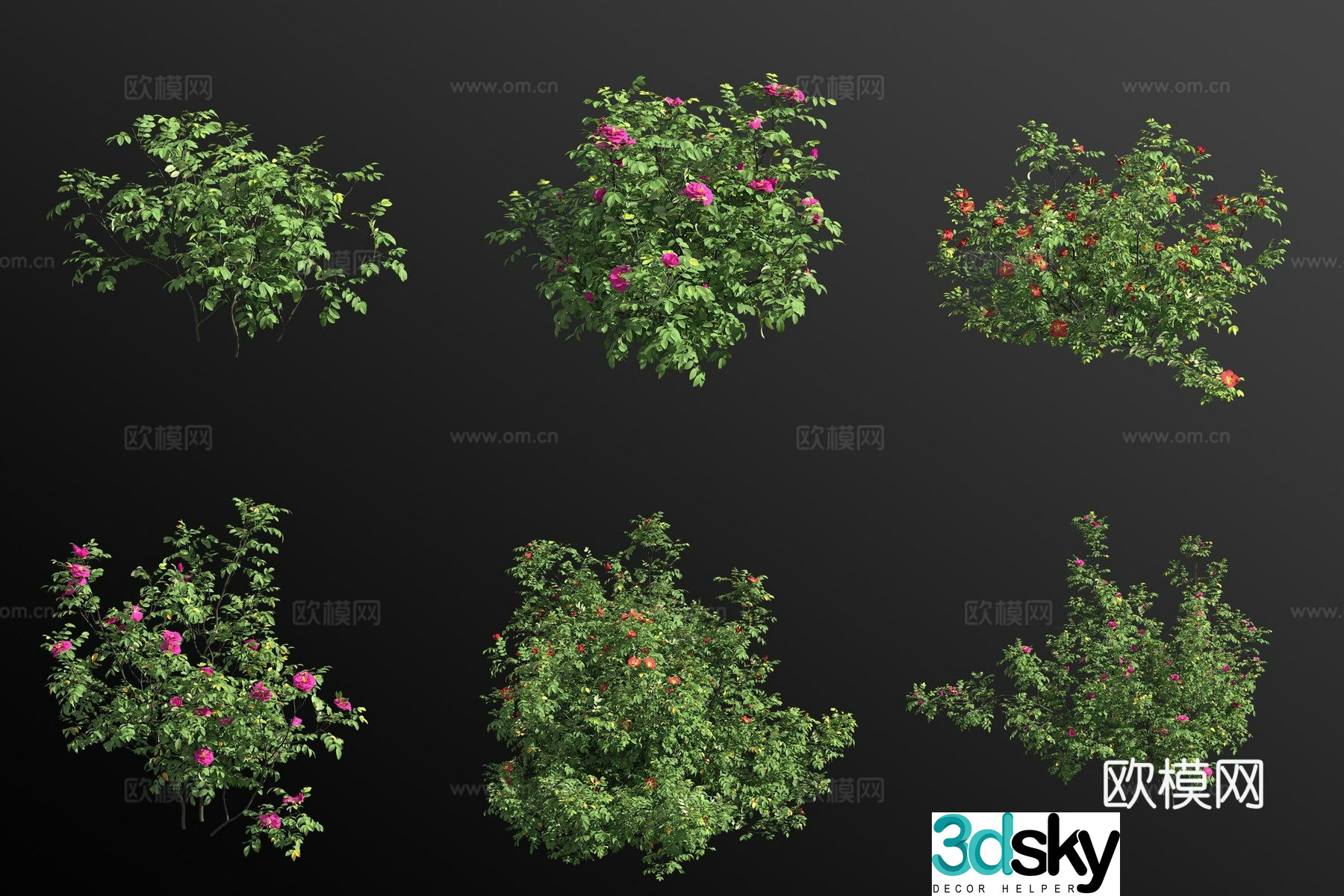 rosa rose shrub flower tree 3d model