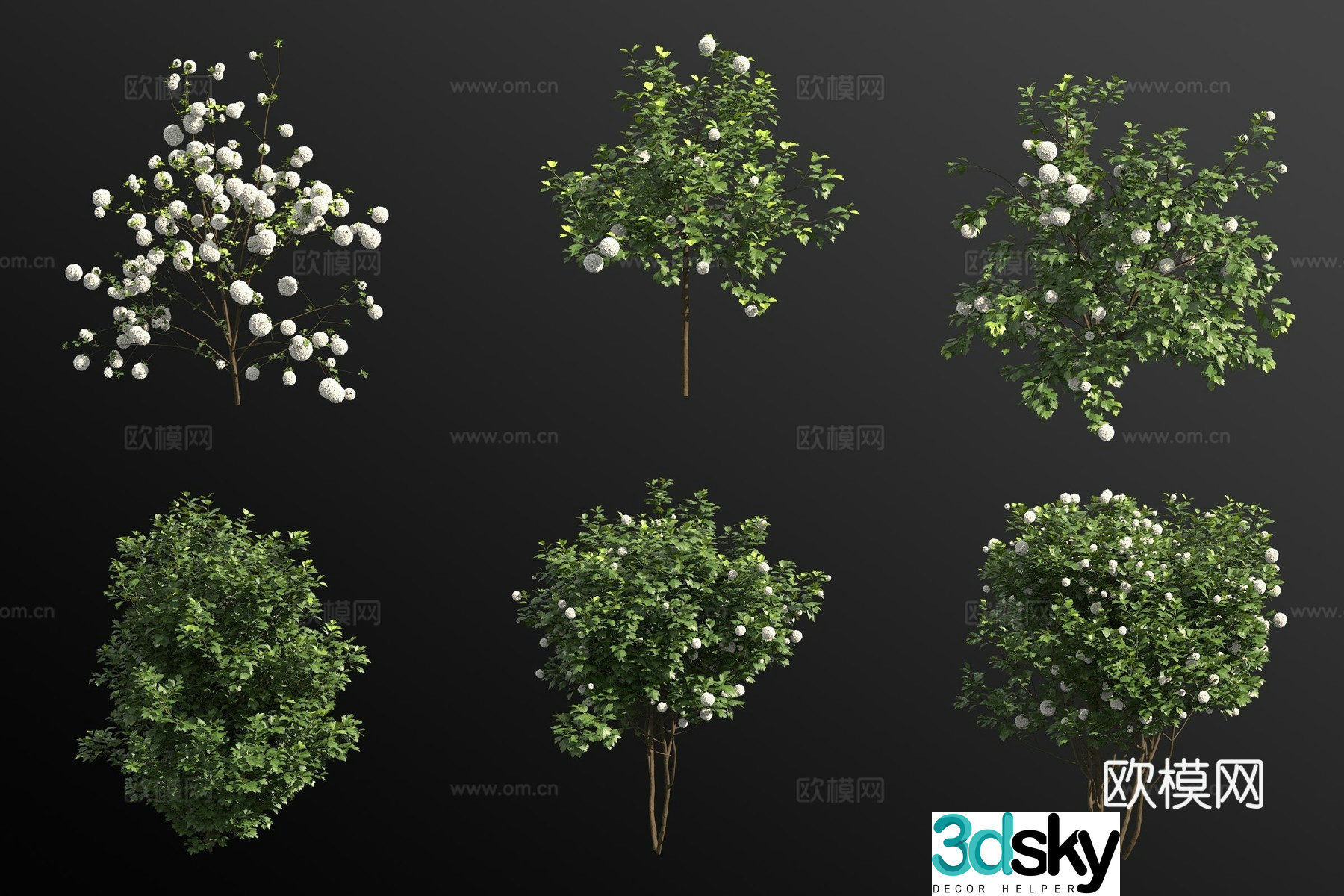 European viburnum flower tree 3d model
