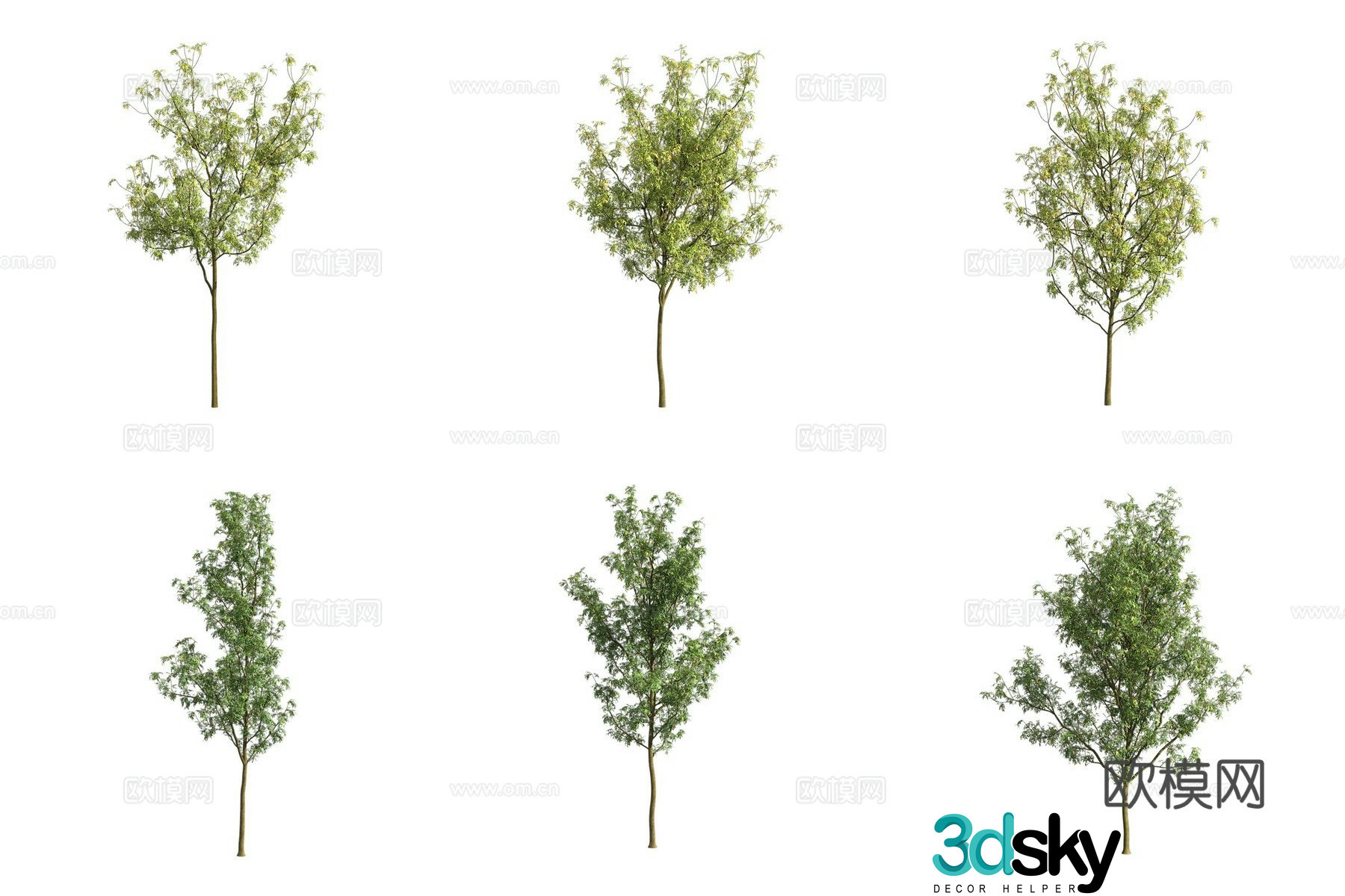 European ash landscape tree 3d model