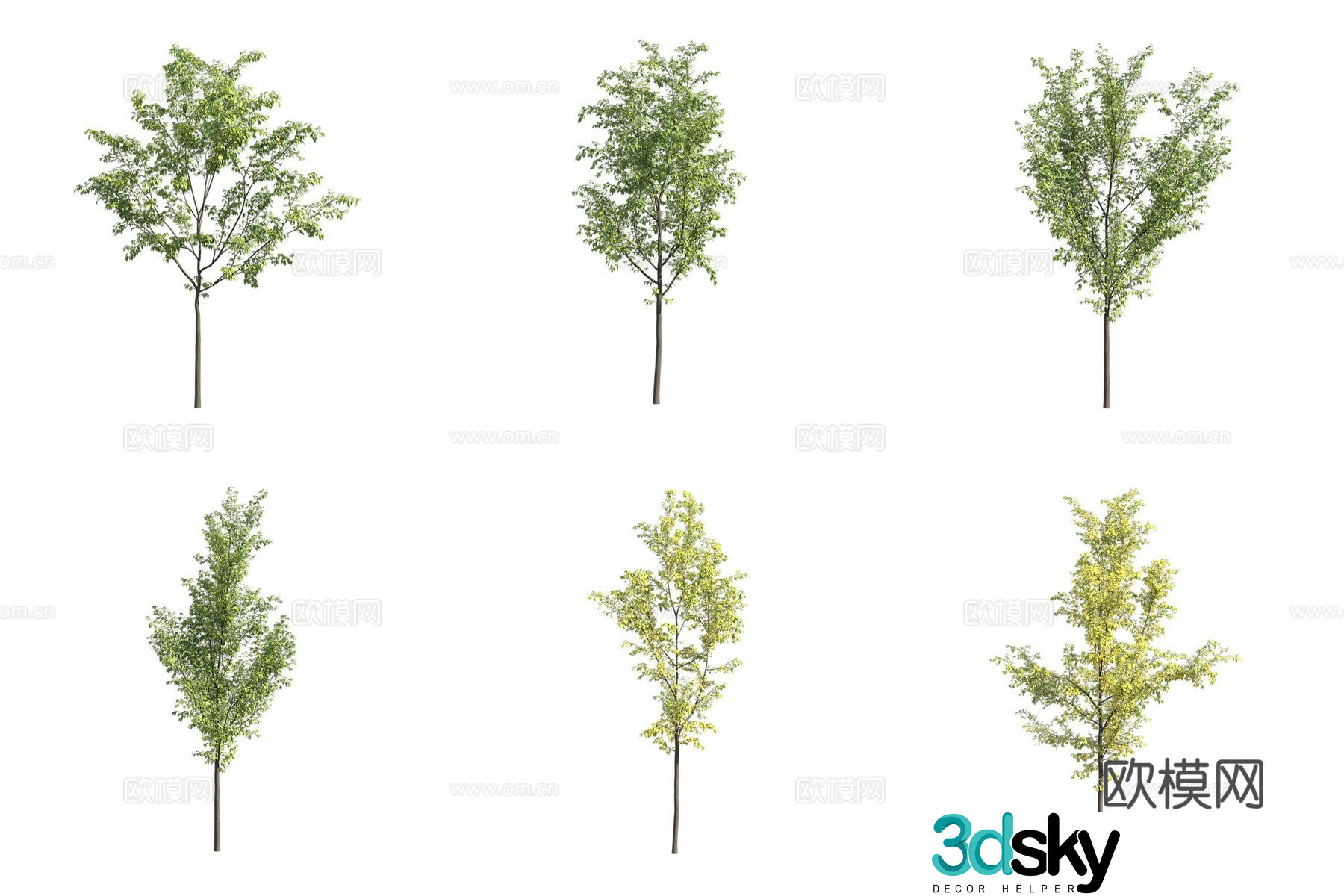 Southern European hackberry landscape tree 3d model