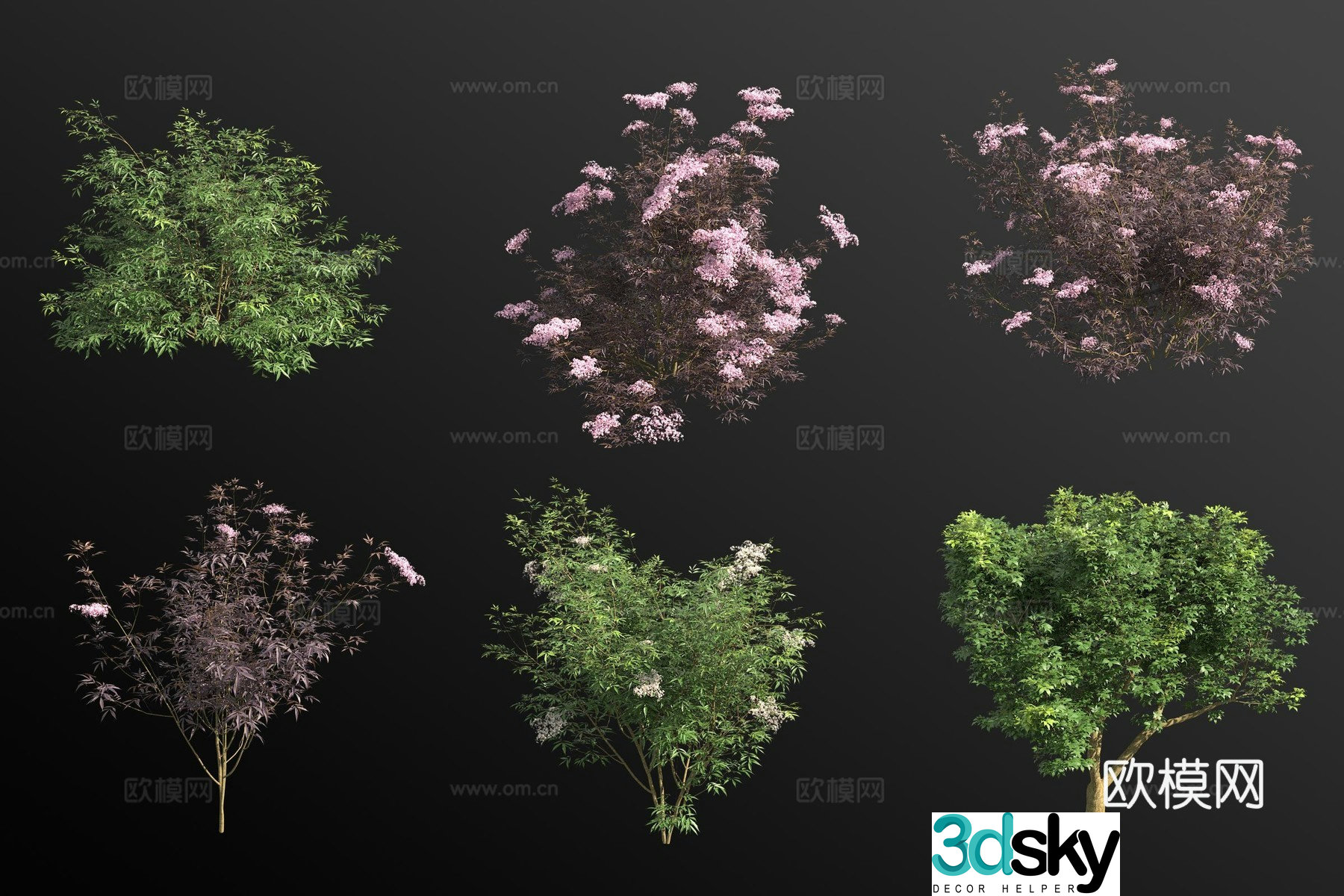 Western elderberry shrub flower tree 3d model