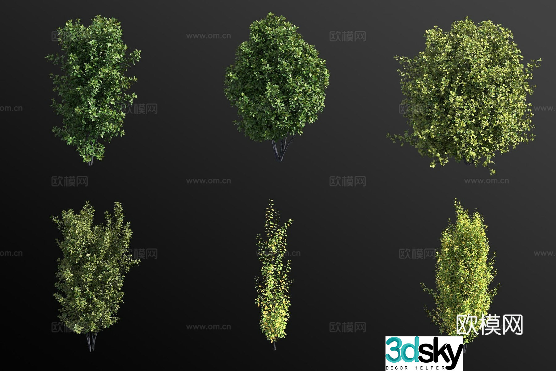 3D model of medicinal charcoal buckthorn shrub