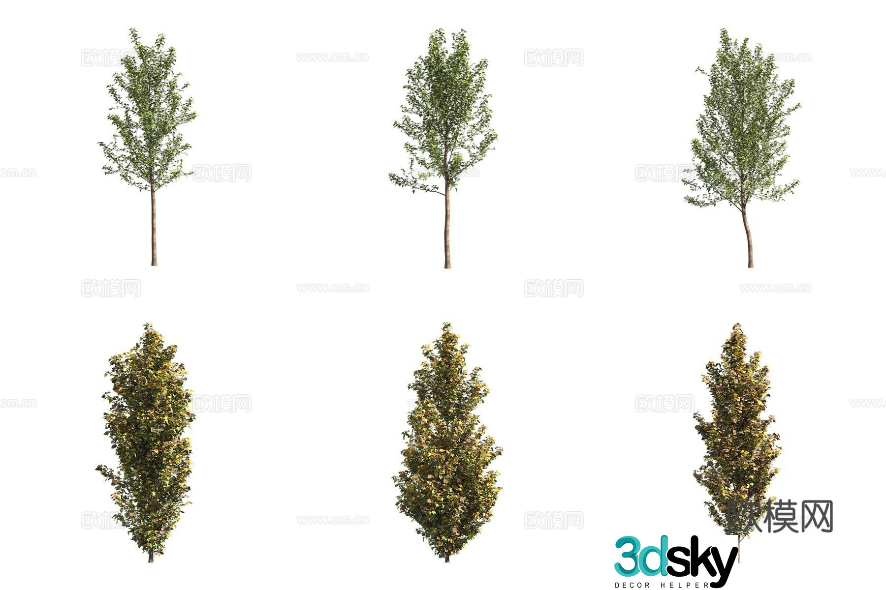 Poplar euphratica landscape tree 3d model