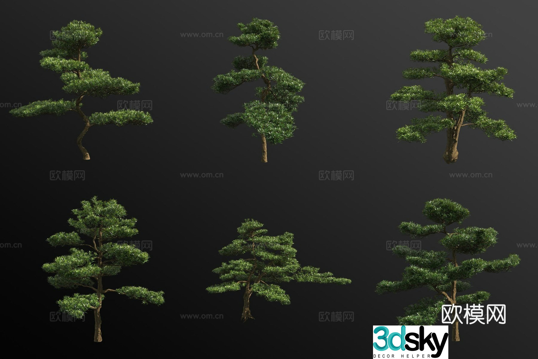 Podocarpus landscape tree 3d model