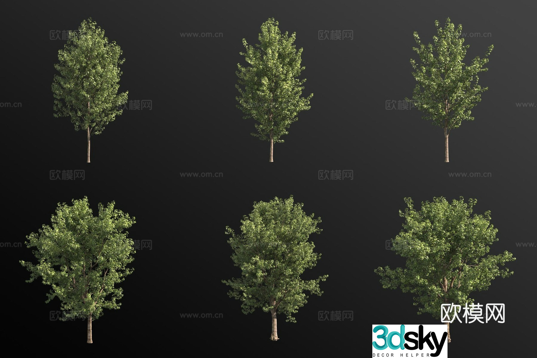 Canadian poplar landscape tree 3d model