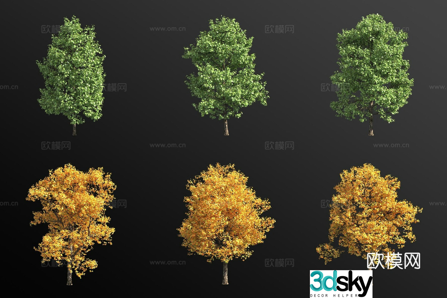 Liriodendron tulipifera landscape tree 3d model