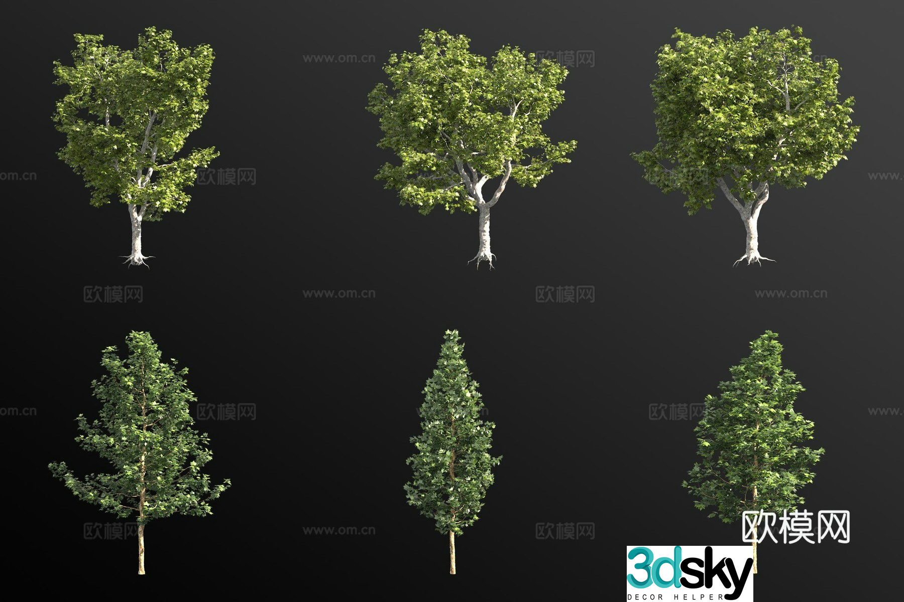Two-ball sycamore landscape tree 3d model