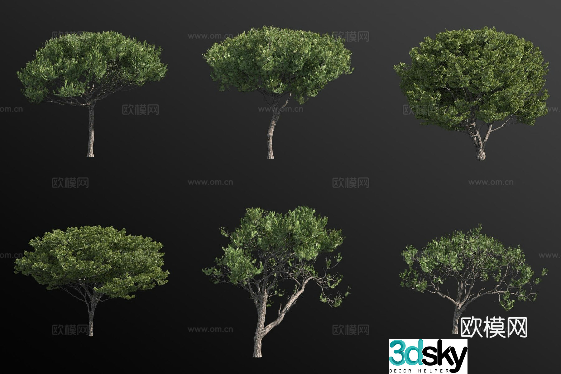 italian pine landscape tree 3d model
