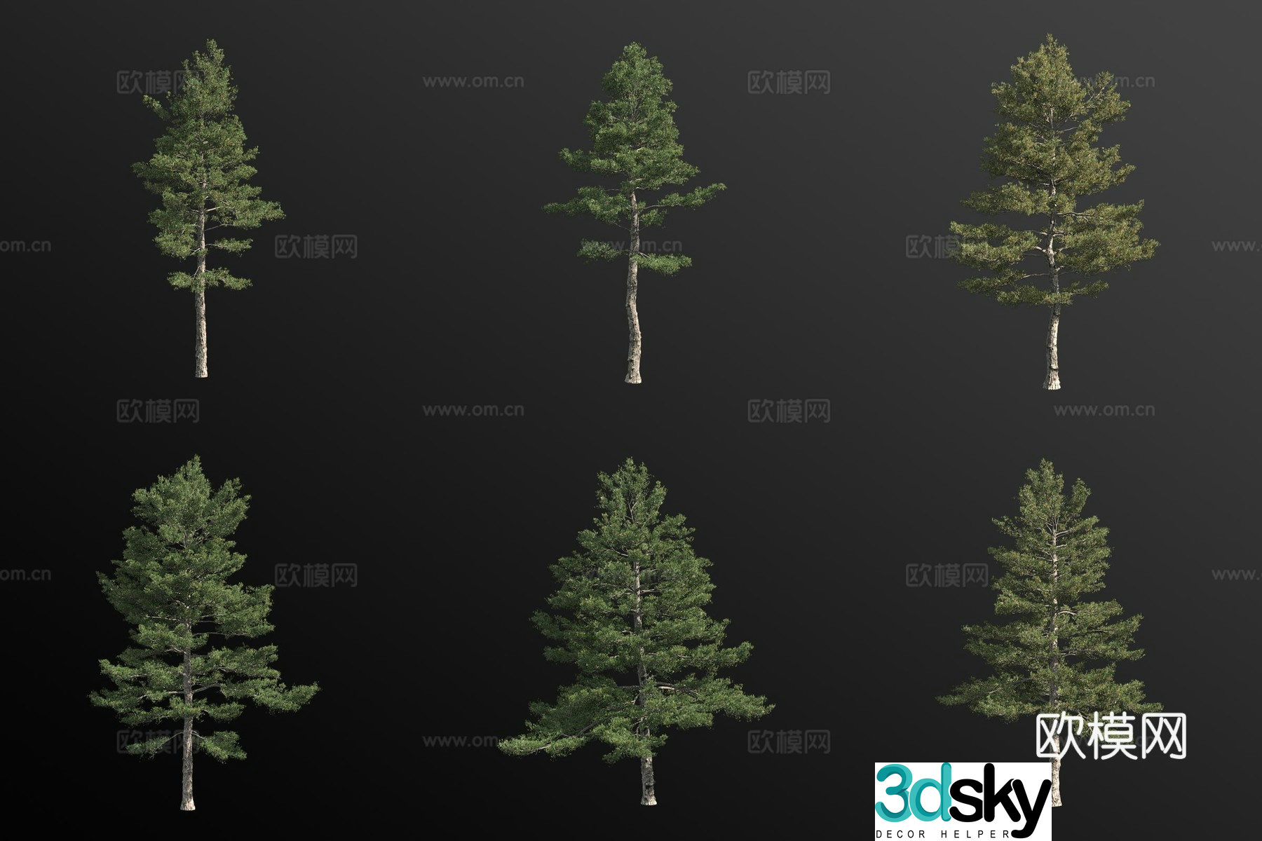 American white pine landscape tree 3d model