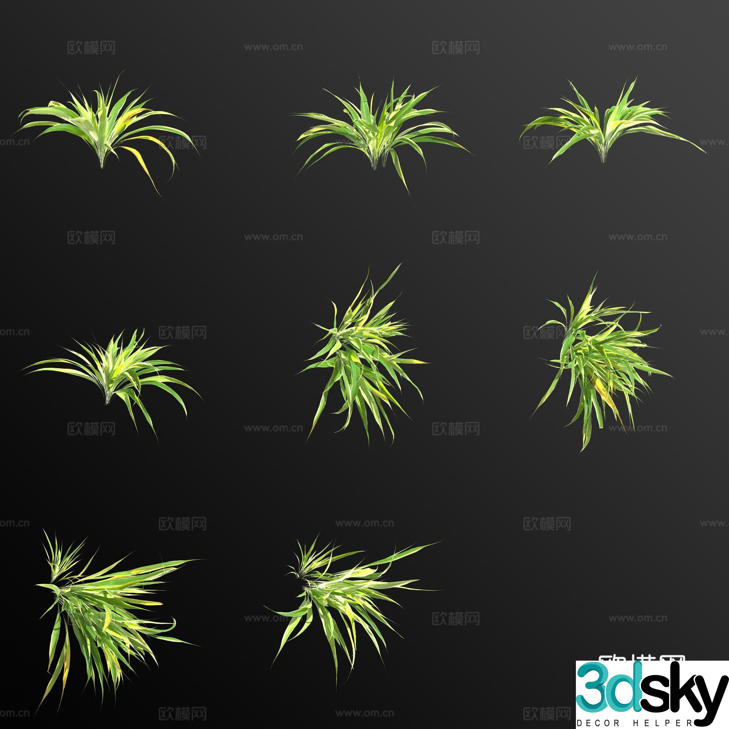 Golden heart spider orchid 3d model