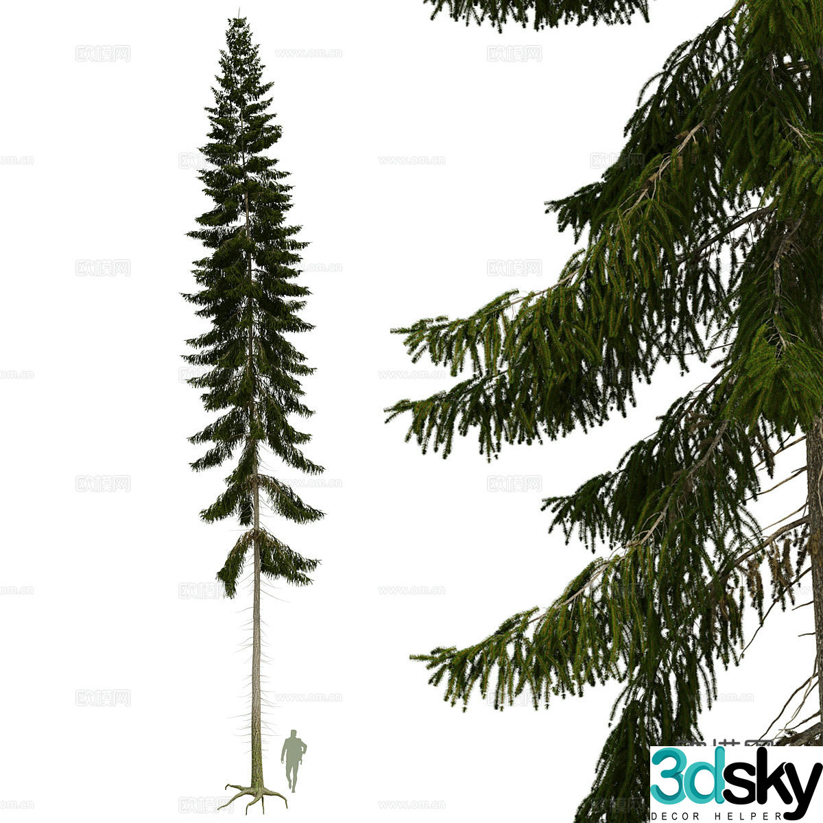 spruce landscape tree 3d model