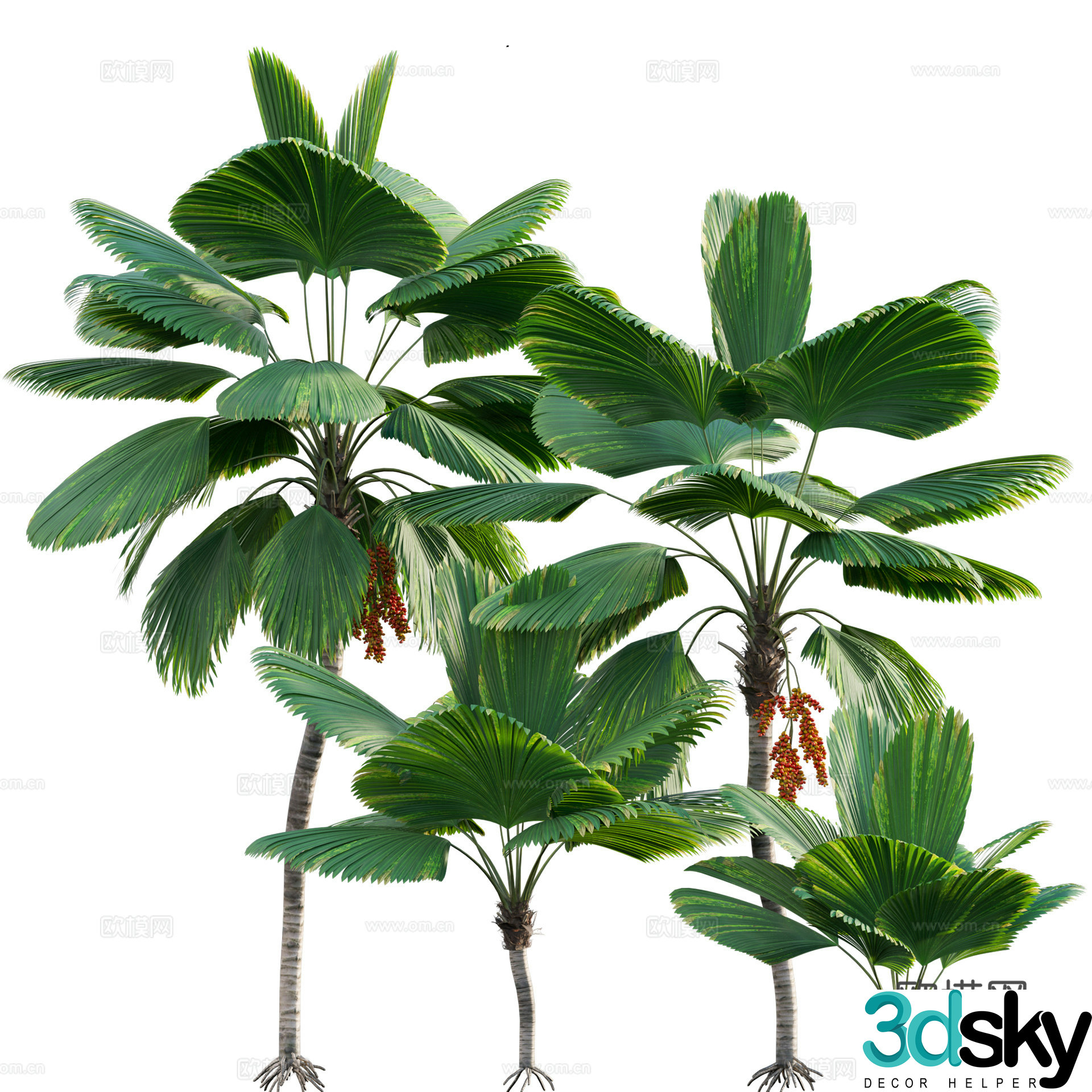 Palm tree 3d model