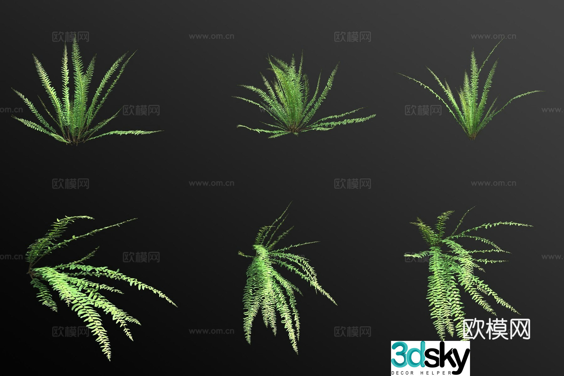 3D model of kidney fern flowers and green plants