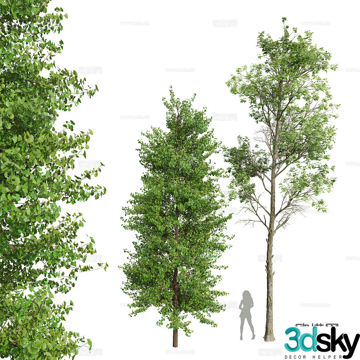 Ginkgo tree landscape tree 3d model