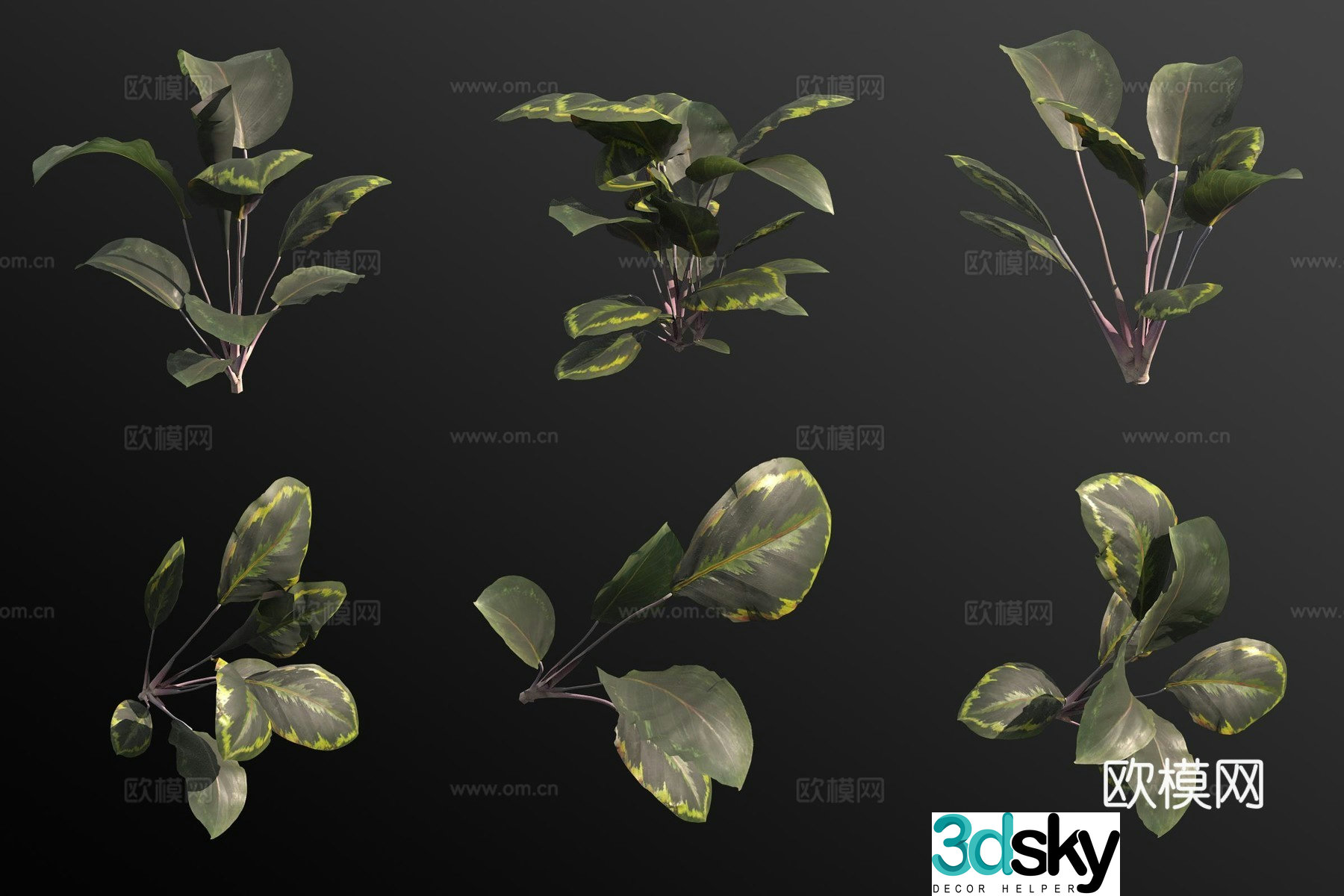 Cat’s eye arrowroot green plant 3d model
