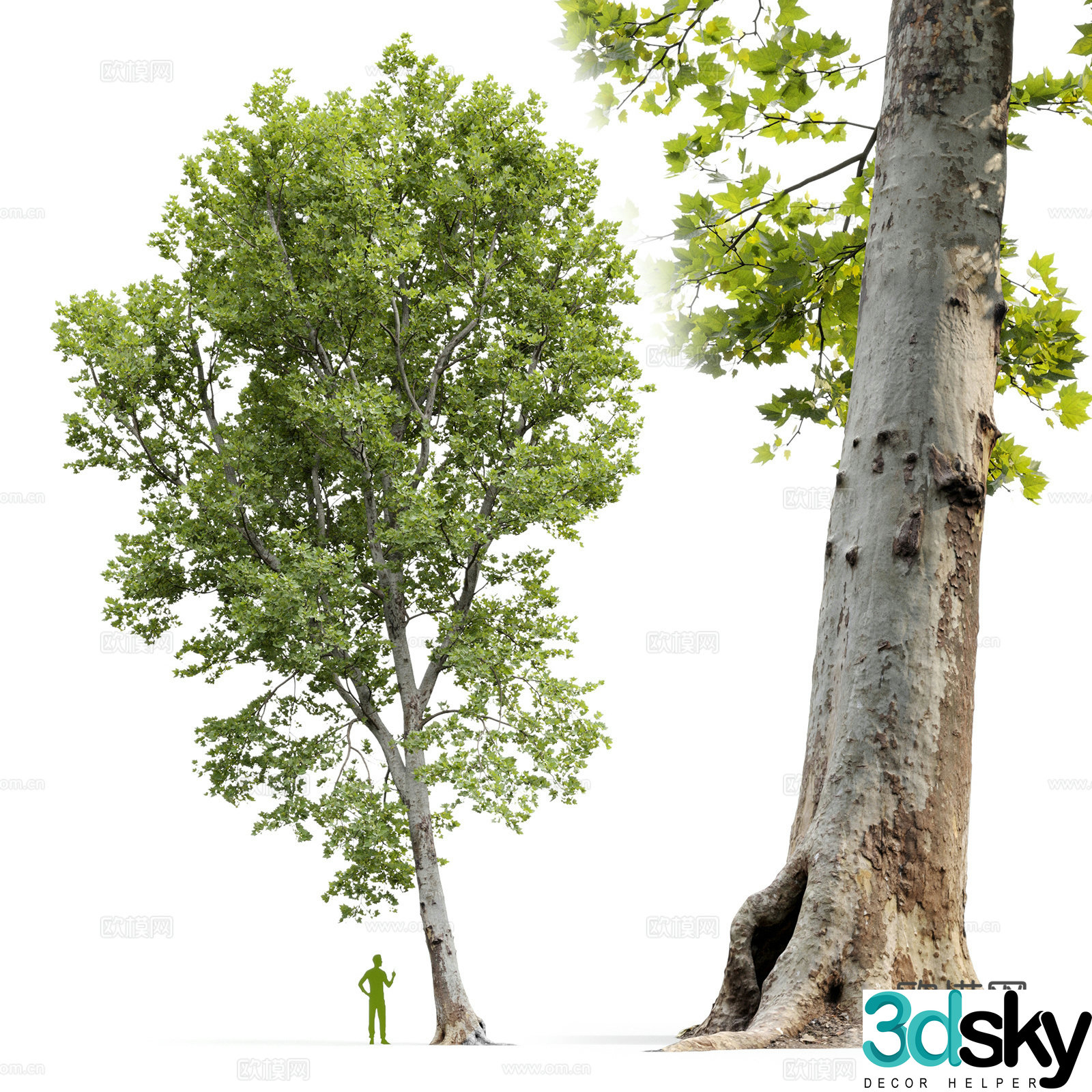 Sycamore tree landscape tree 3d model