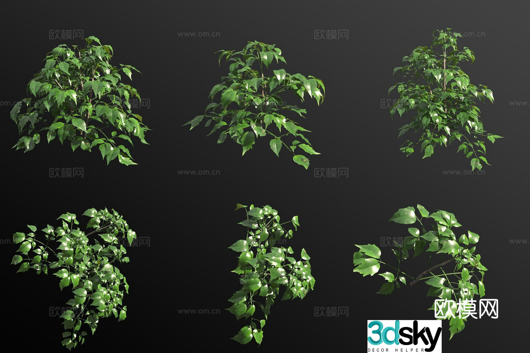 Bean tree green shrub 3d model