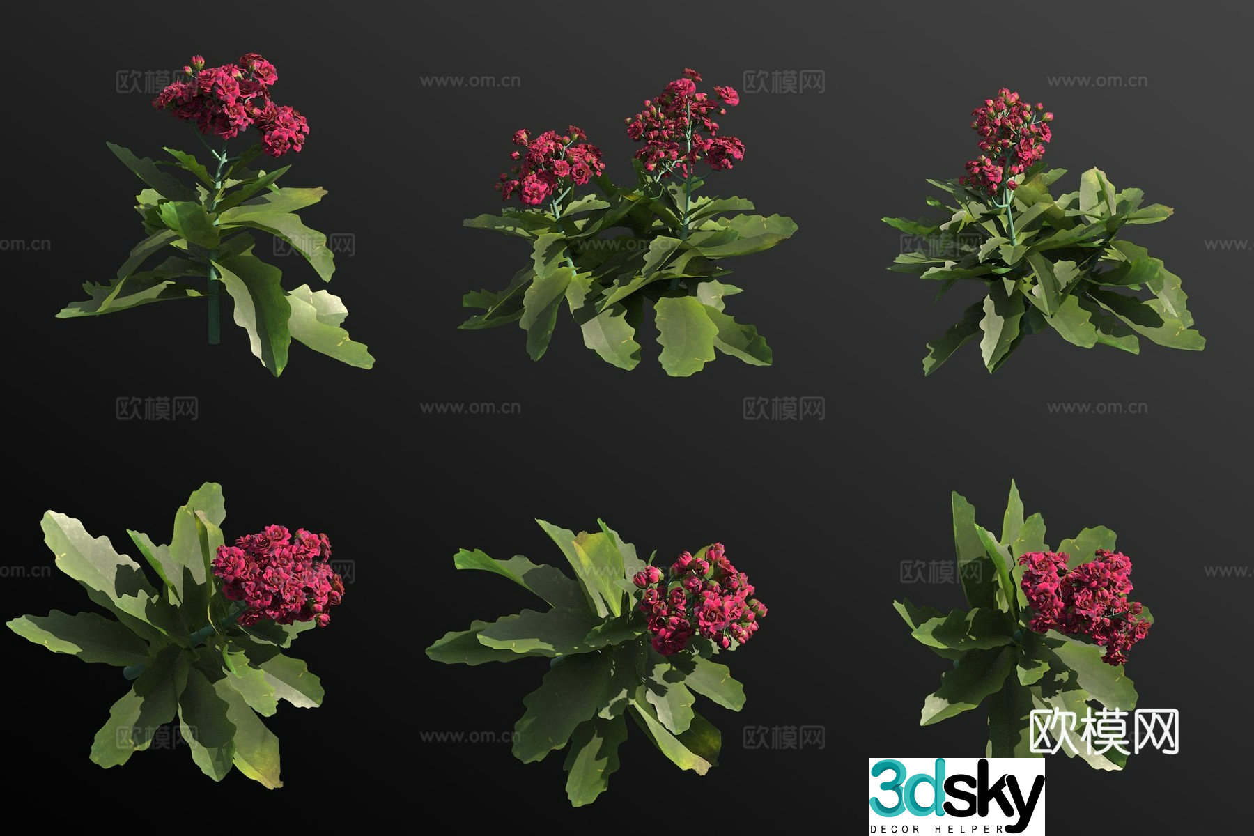 3D model of longevity flowers and plants