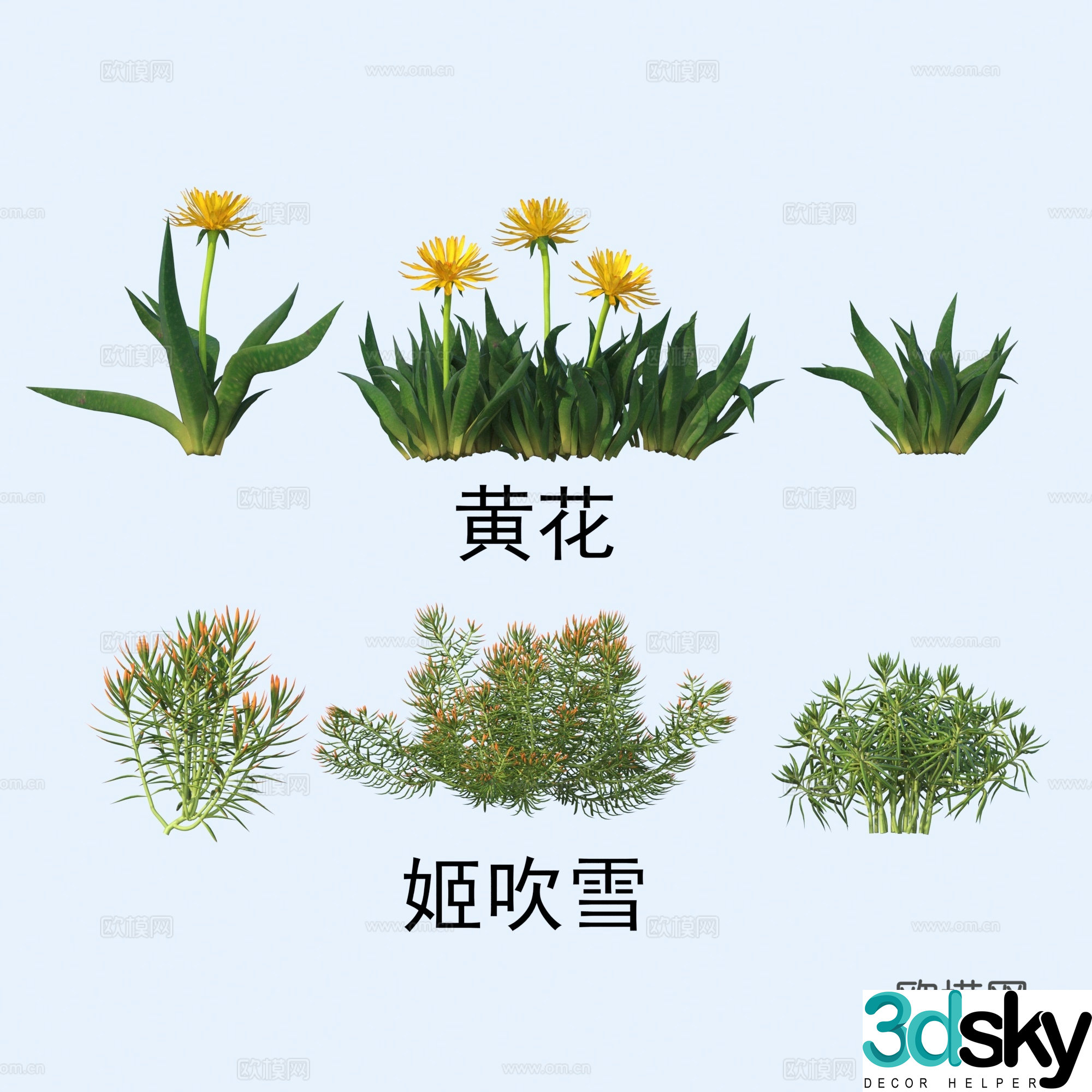 Plants flowers yellow flowers Ji Chuixue 3d model